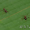 Ectatomma ants