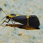 Cisthene Moth