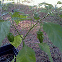 Habanero chili