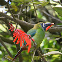 Emerald Toucanet