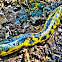 Anaconda