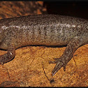 Mole Salamander