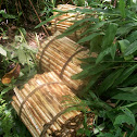 Palmitos