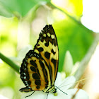 Harmonia Tiger