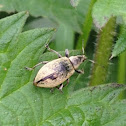 Weevil