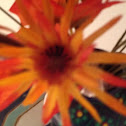 Pretty flower