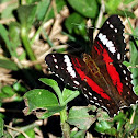 Scarlet Peacock