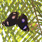 Great Eggfly