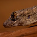 Tropical house gecko