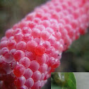 Pomacea canaliculata Lamarck Eggs