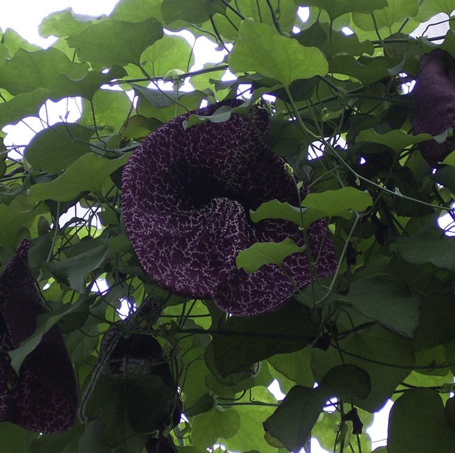 Dutchmen's pipe