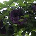 Dutchmen's pipe