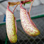 carnivorous pitcher plant