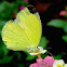 Common Grass Yellow