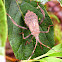 Leaf-footed Bug