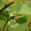 Two-spotted lady beetle