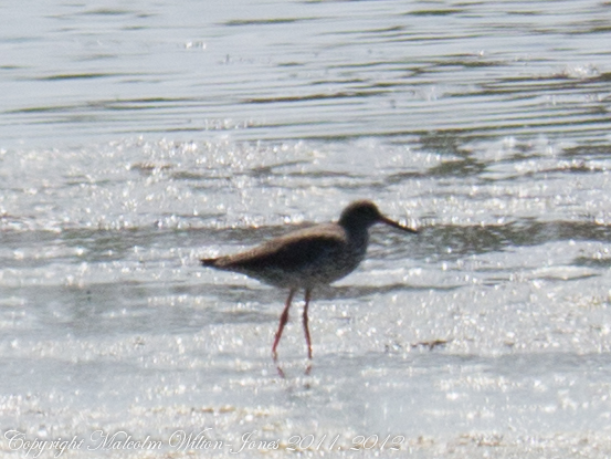 Spotting Image 1