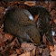 Grey squirrel