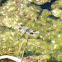 Four-spotted Pennant