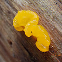 Golden Jelly Fungus