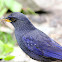 Blue Whistling Thrush