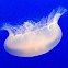 Moon Jelly