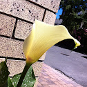 Calla Lily