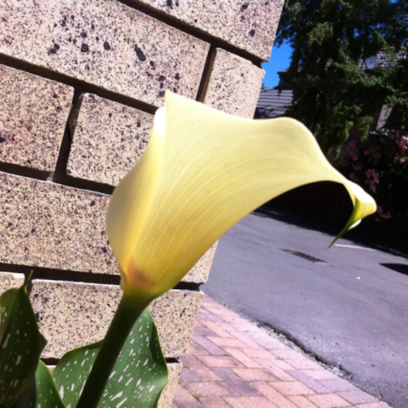 Spotting Image 1