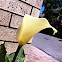 Calla Lily
