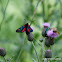Narrow-Bordered Five-Spot Burnet