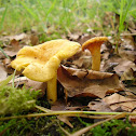 Chantrelle/Hanekam