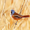 Bearded Tit