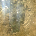 Kualakai/Wedge sea hare