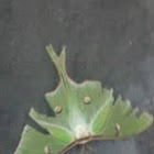 Luna moth 