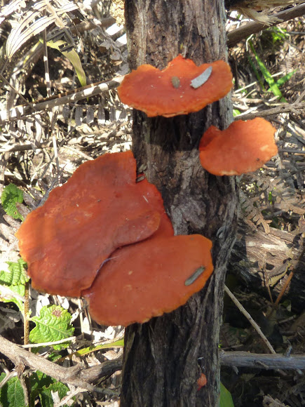 Spotting Image 1
