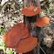 Orelha-de-pau (Trunk's ear)