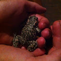 European green toad