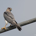 Shikra