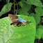 Skipper butterfly