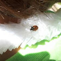 Lady beetle