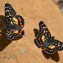 Easter marina Checkerspot