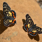 Easter marina Checkerspot