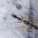 Ant Mimicking Jumping Spider (Male)