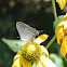 Gray Hairstreak
