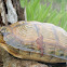 Tortuga de Tierra