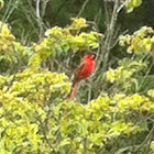 Cardinal or Red Bird
