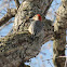 Red-bellied Woodpecker