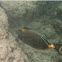 naso tang