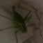 Speckeled bush cricket