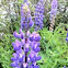 Lupin